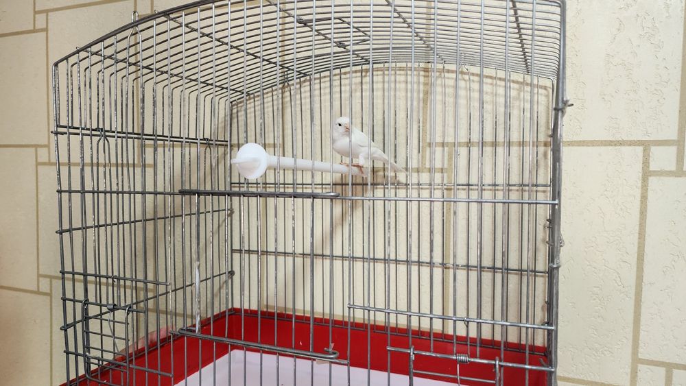 Канарейка сотилади