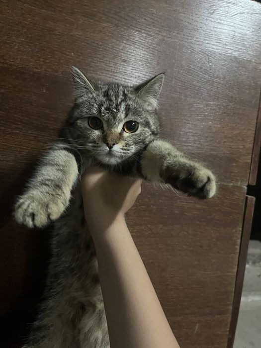 Кот шотландец девочка 6 месяцев.