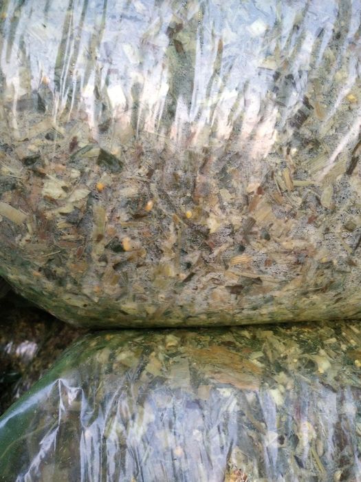 Qoplangan tayyor siloslarimiz bor