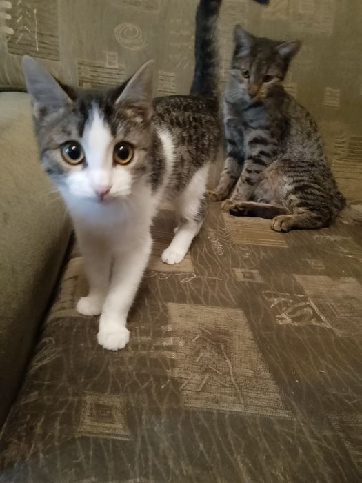 Отдаю даром , очень милые кошки