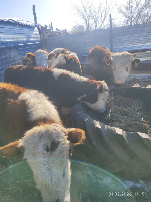 Продам молодняк..