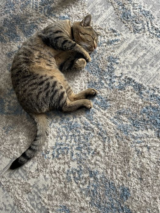 Отдам взрослого кота- мышелова