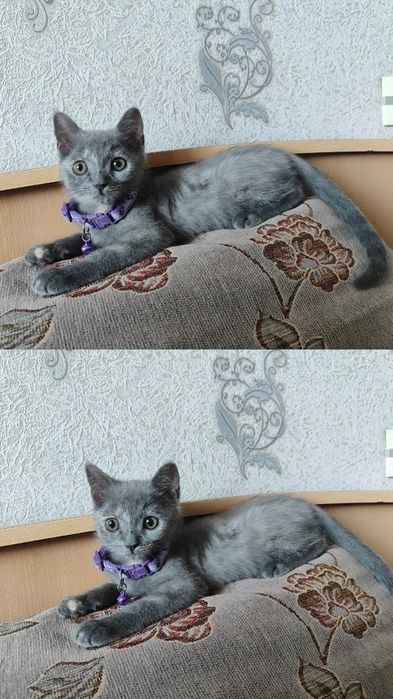 Милейшая кошечка ищет дом