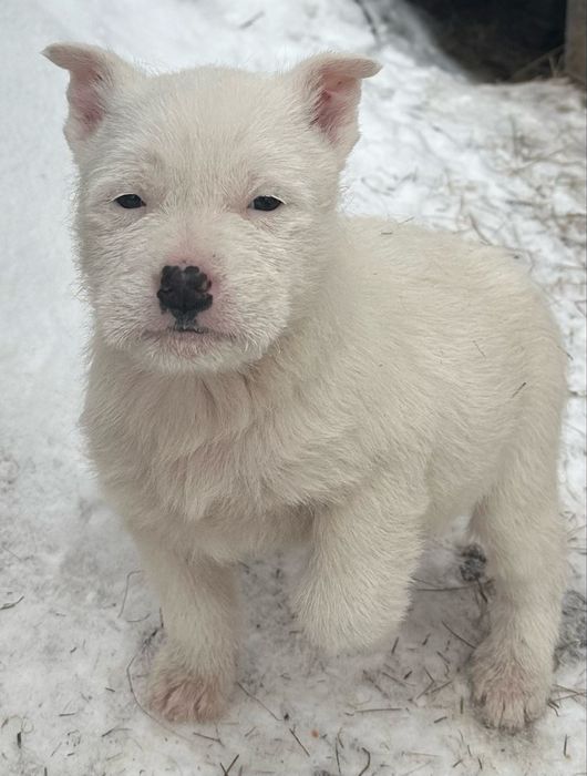 Щенки в добрые руки