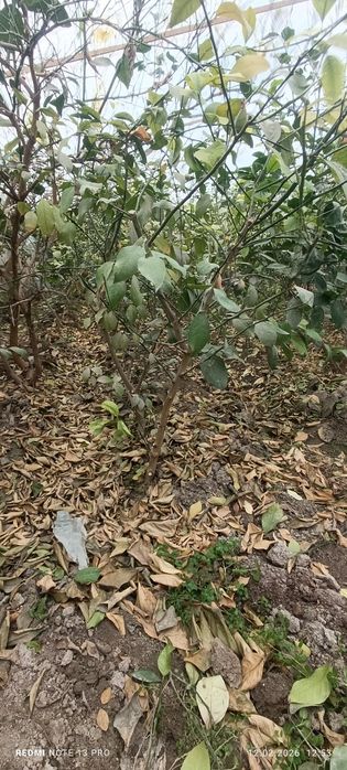 Лимон кўчатлари сотилади