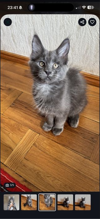 Продается кошка породы мейн кун голубой солид чистокровный