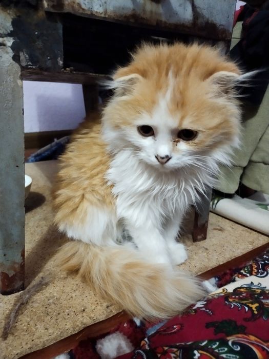 Мушукча сотилади