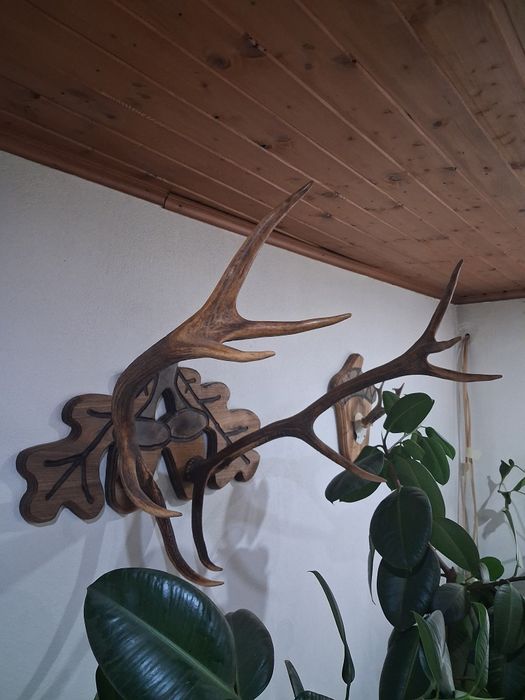 Coarne cerb cu panoplie