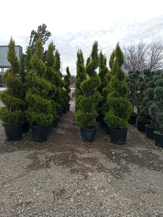 Spirale pon pon tuia