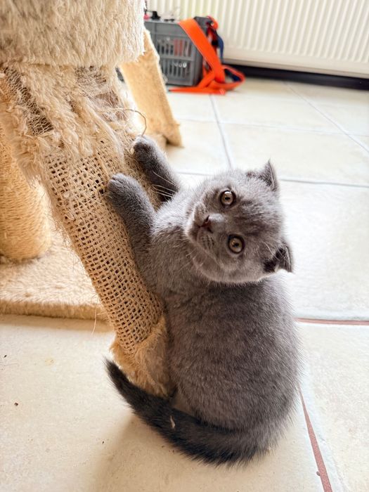 Шотлански клепоухи и едно британче си търсят нов дом