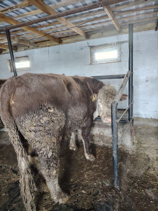 Ак бас букалар 2,5жасар