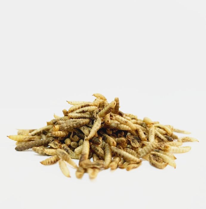 Сушеная Черная львинка