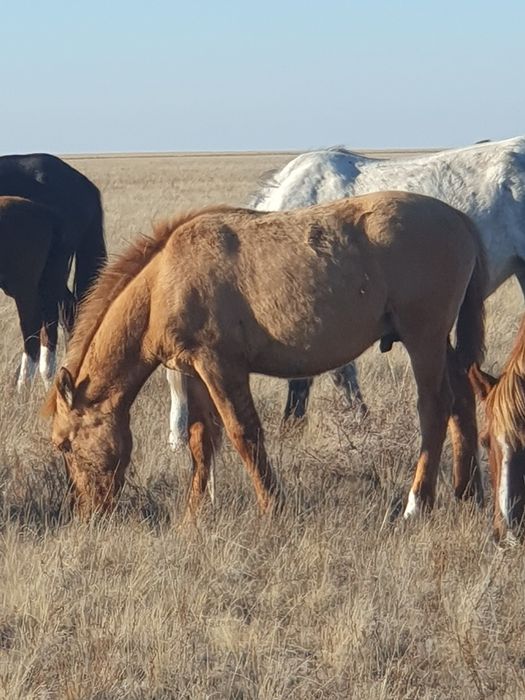 Біз сені жалап, сорғызамыз