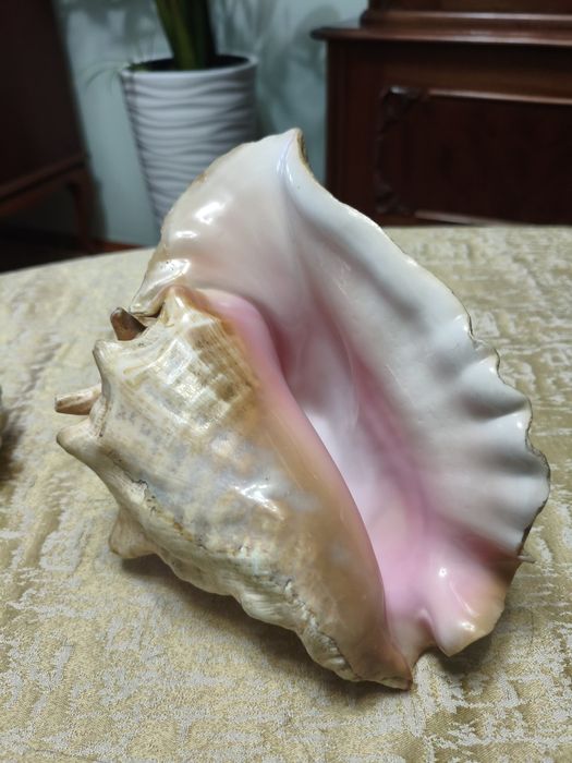 Продам коралл и морские ракушки