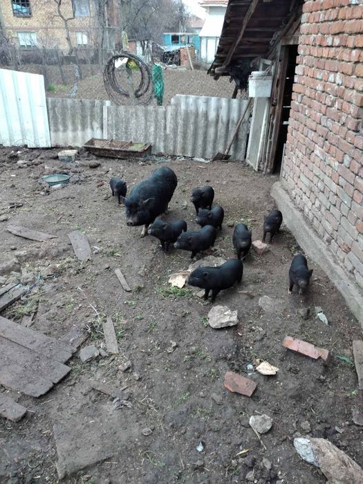Продавам виетнамски прасенца