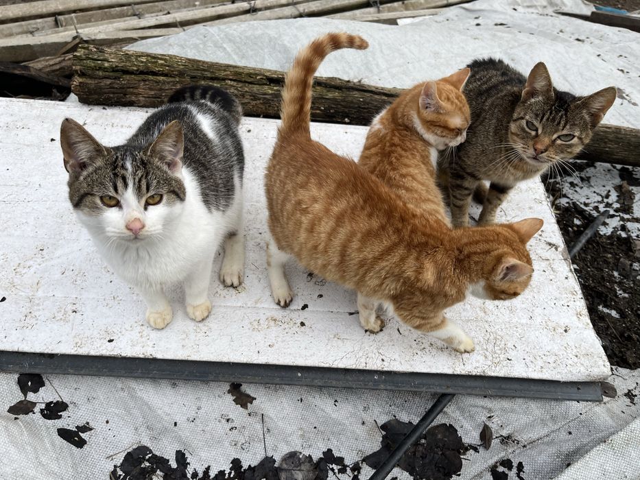 Pisicute spre adoptie