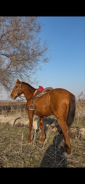 Продам мерина !!!