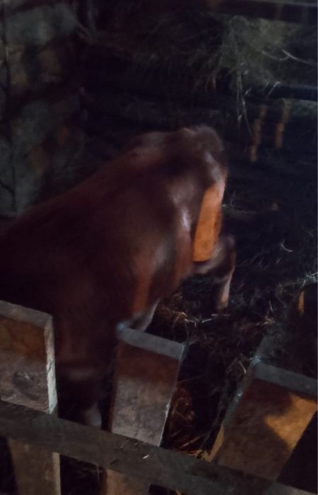 Продаю телят  телочка и бычок