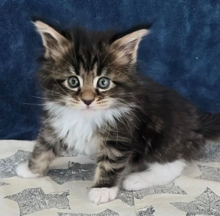 Maine Coon Disponibil