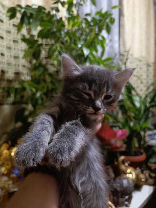 Котенок в добрые руки