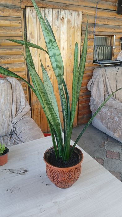 Комнатные цветы разные