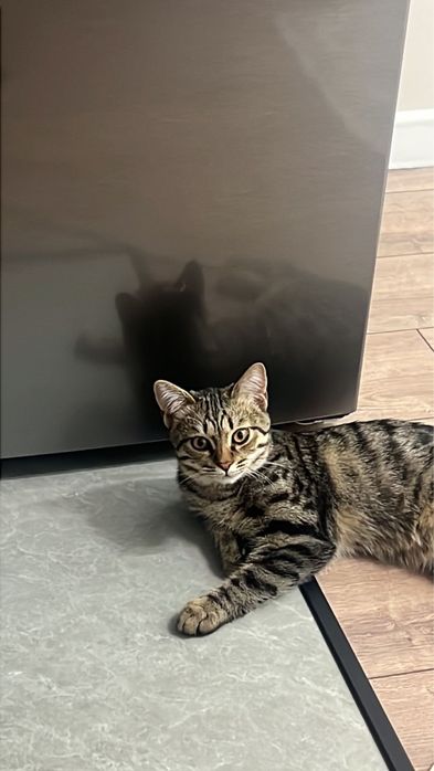 Отдам котенка бесплатно