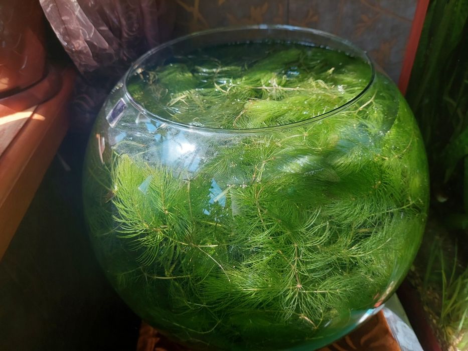 Аквариумные растения роголистник