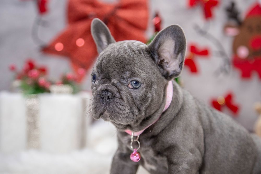 bulldog francez blue fetiță