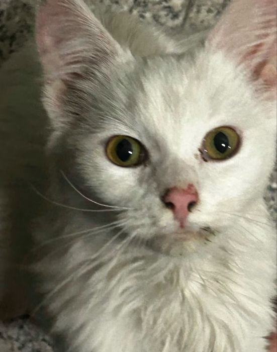 Подарявам котенце