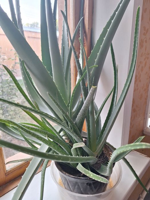 Продаётся растение алоэ