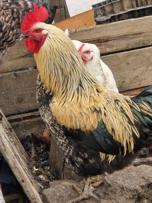 Cocosi tineri din vara