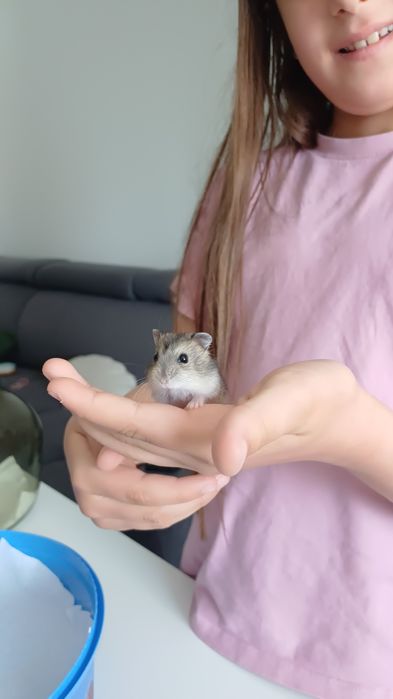 Vând pui hamsteri