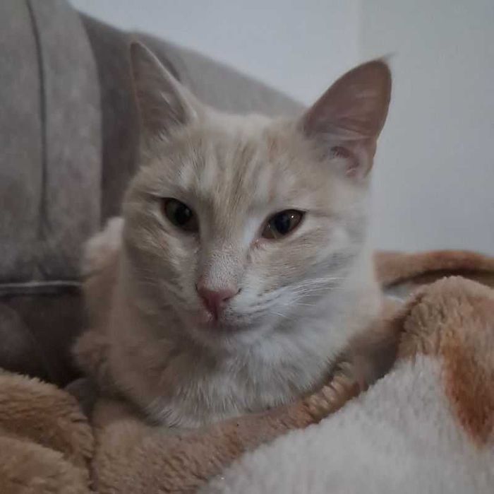 Отдам котика бесплатно в добрые руки с миской и лотком самарканд!