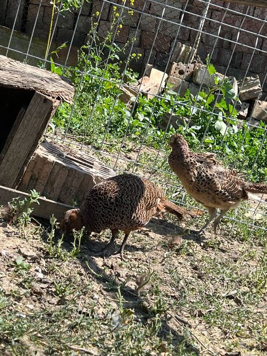 Vând familie fazani