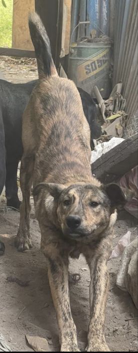 Отдам кобеля поместной дворняги