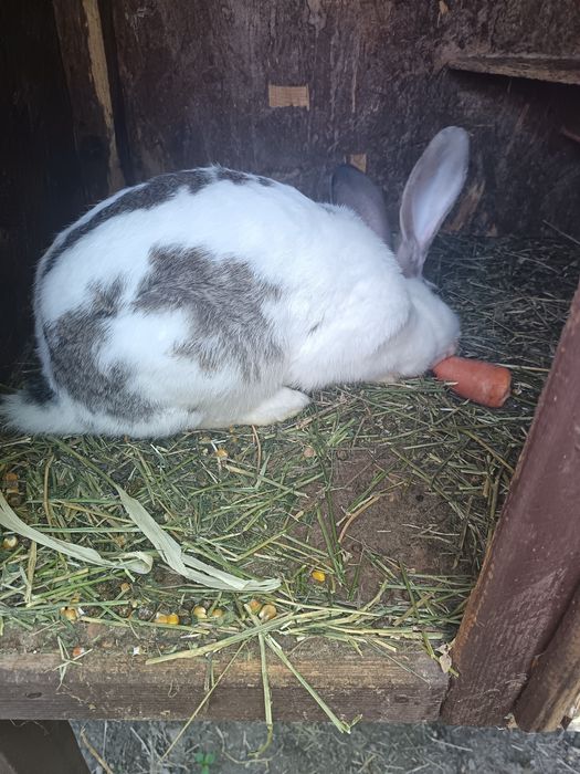 Iepuroaica tânără cu 4 pui