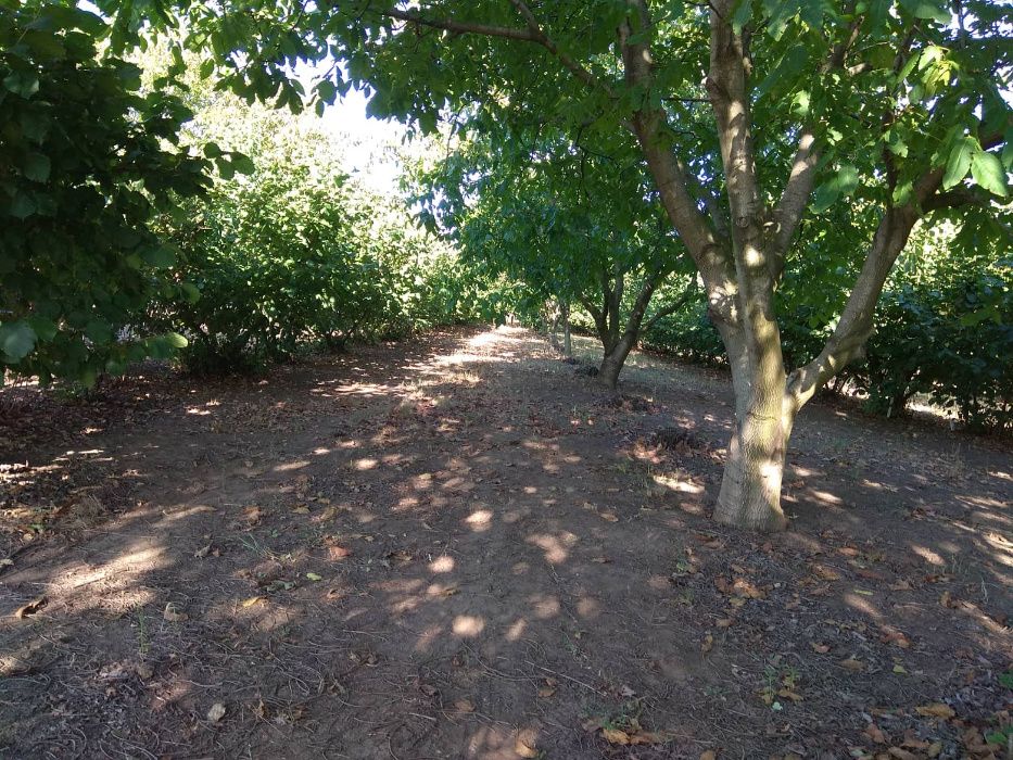 Продава се Земеделски имот в Шумен, Център -  кв.м за 3060 €/дка - Снимка #3