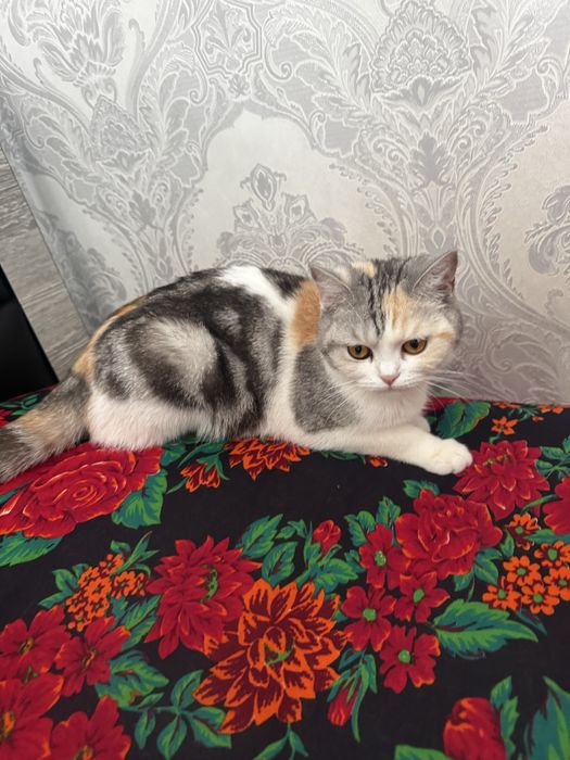 Киз бола мушук сотилади