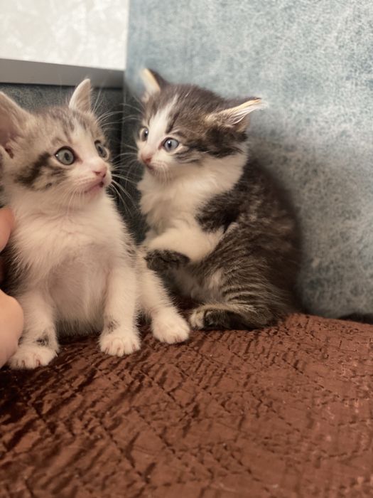 Котята мальчики отдам