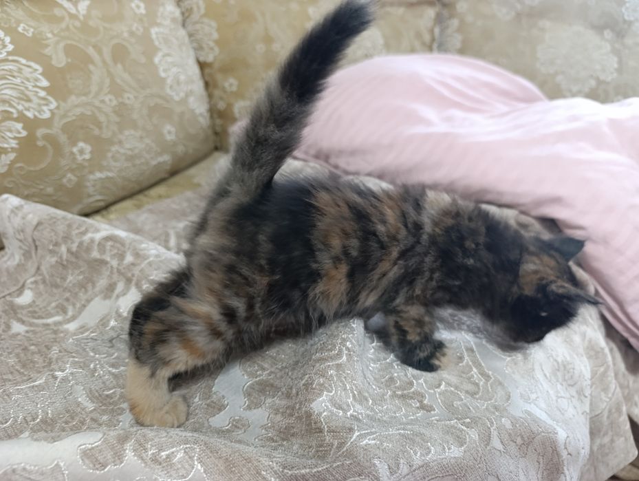 Котенок в добрые руки
