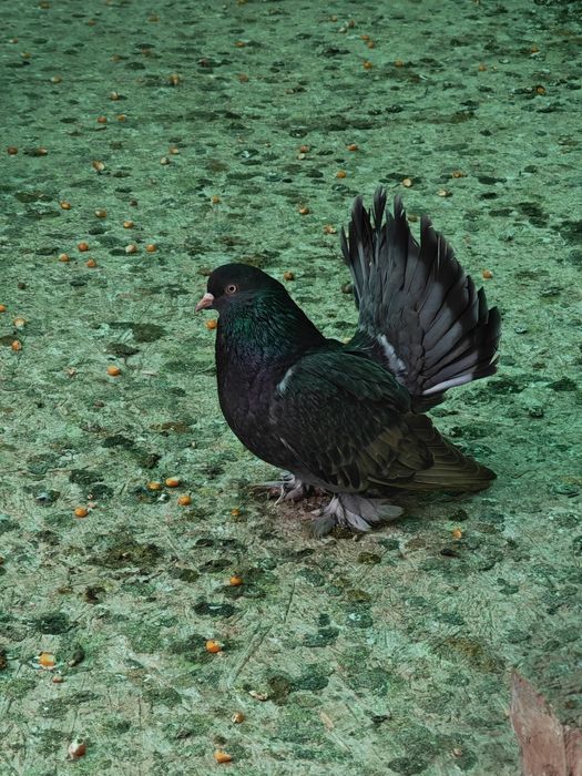 Porumbei roller de cluj