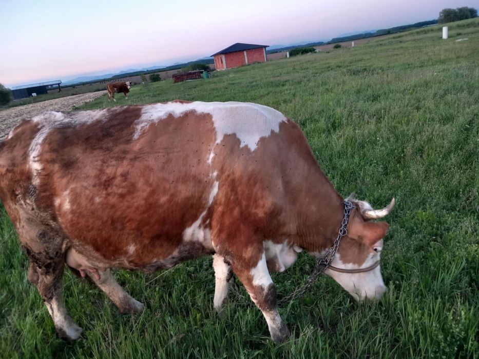De vanzare vaca si juninca gestanta
