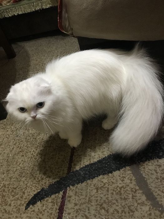 Шотландская Вислоухая