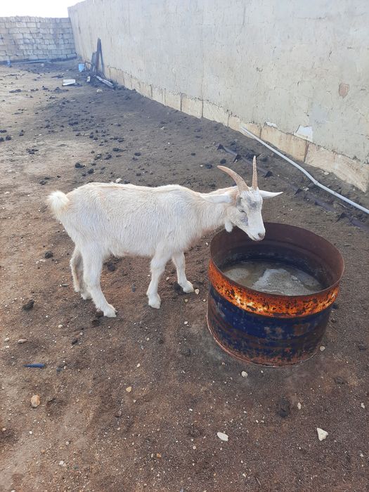 Ешкі Сатылады!!!