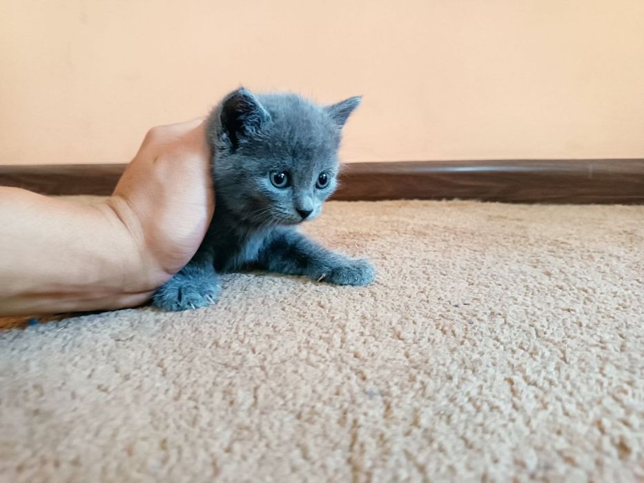 Котята британские скотиш фолд и скотиш страйт чистокровные