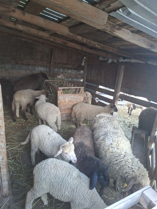 Miei si carlani de vanzare
