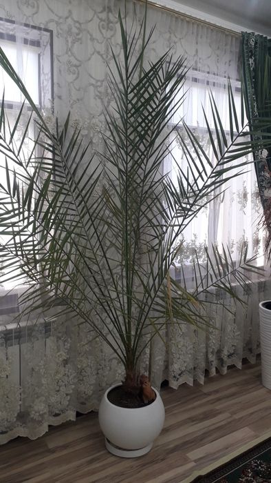 Продаётся пальма