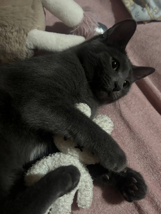 Отдам кошечку в добрые руки