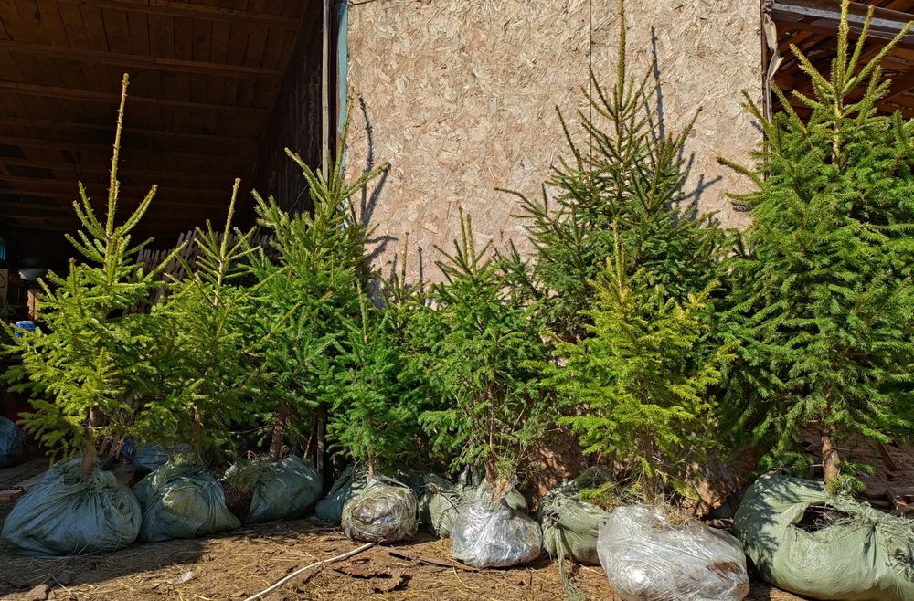 Саженцы ель сибирская