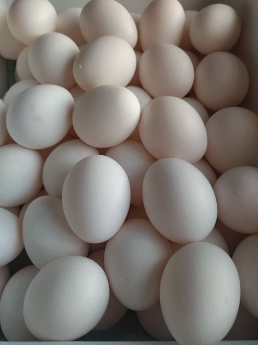 Яйца домашние куриные